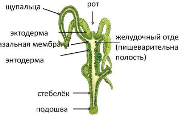 Зайти кракен через тор